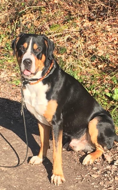Beispielfoto Bernsteinkette Hunde